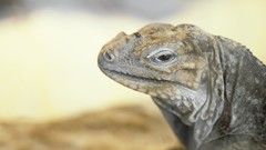 Wildlife lizards Reptiles