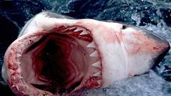 Wildlife Sharks teeth Sea