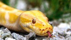 Wildlife snakes python Reptiles