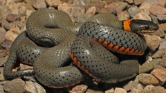 Wildlife snakes Reptiles