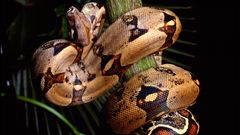 Wildlife snakes Reptiles