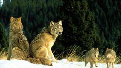 Wildlife Wolves Animals