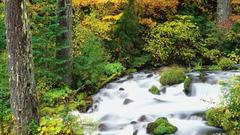 Willamette National forest in