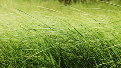 Wind Landscapes nature grass
