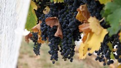 Wine grapes