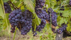 Wine grapes