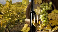 Wine grapes wine glass fruits bottles