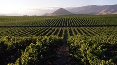 Wine vineyard high have any res anyone pics