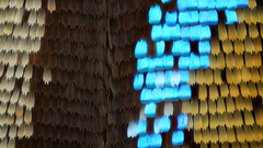 Wing detail high arthropod Resolution