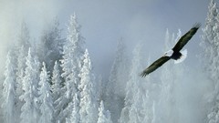 Winter Alaska bald eagles