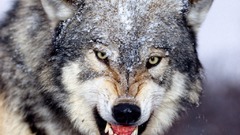 Winter Animals angry Wolves