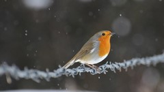 Winter Animals Birds barbed wire depth of field robins