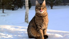 Winter Animals cats