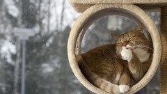 Winter Animals cats