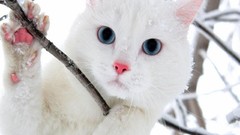 Winter Animals cats blue eyes snow-white