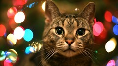 Winter Animals cats Christmas pets