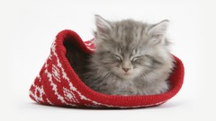 Winter Animals cats sleeping Kittens hats santa