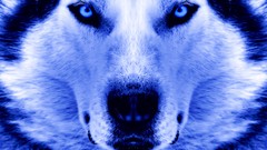 Winter Animals close-up Wolves faces artwork