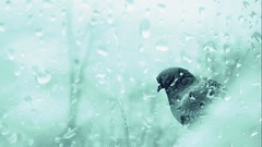 Winter Animals cold ice Birds Pigeons