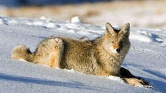 Winter Animals coyote