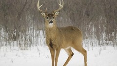 Winter Animals deer