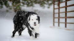 Winter Animals Dogs