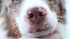 Winter Animals Dogs Noses