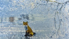 Winter Animals foxes