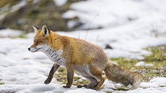 Winter Animals foxes