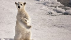 Winter Animals ice Arctic Polar Bears