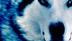 Winter Animals ice Wolves