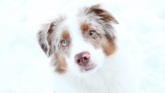 Winter Animals light Dogs