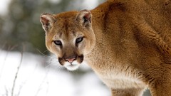 Winter Animals Montana cougars