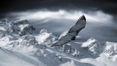 Winter Animals Mountains black and white Birds Eagles