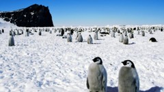 Winter Animals Penguins
