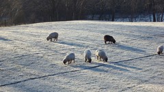 Winter Animals sheep farms
