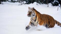 Winter Animals Tigers