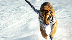 Winter Animals Tigers jumping
