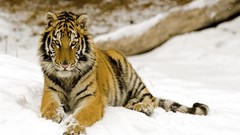 Winter Animals Tigers skyscapes