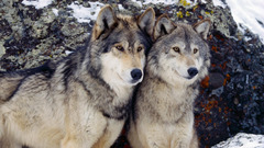 Winter Animals Wolves