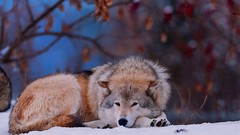 Winter Animals Wolves