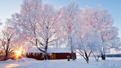 winter barn Trees frost cold sunlight outdoors snow