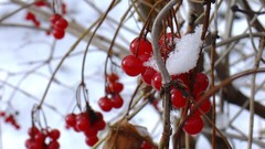 Winter berry winter sports