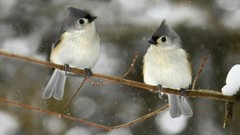 Winter Birds