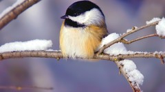 Winter Birds chickadee
