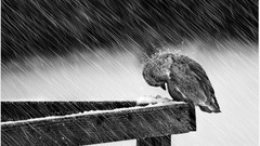 Winter Birds monochrome heavy