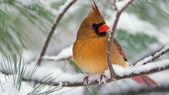 Winter Birds Northern Cardinal