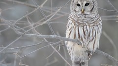 Winter Birds Owls