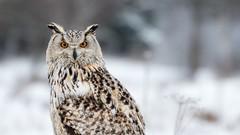 Winter Birds Owls blurred background