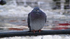 Winter Birds Pigeons